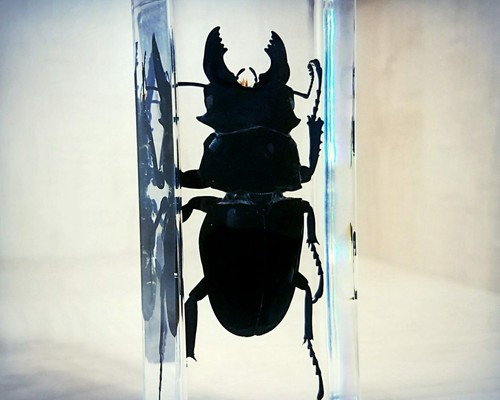 Giant stag beetle resin - giant,