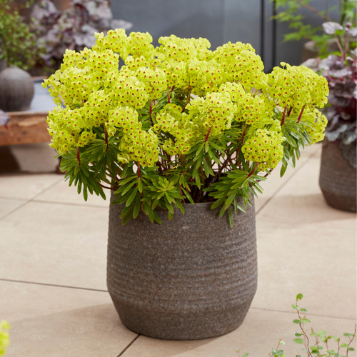 Euphorbia martinii little - euphorbia,