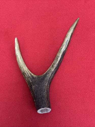 One piece deer - one, antler,