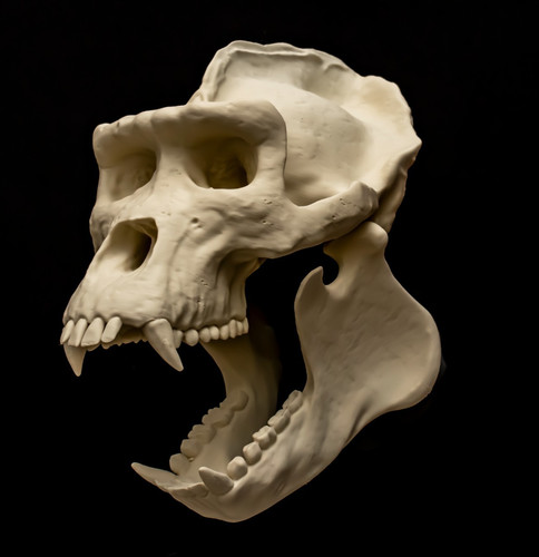 Gorilla skull replica life - gorilla,