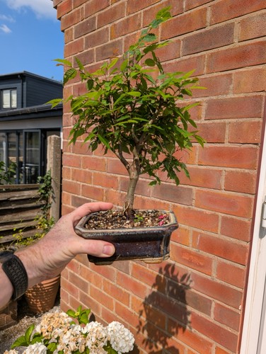 Established japanese grey bark - established,