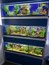 Fish Tank Racking System Full Setup Aquarium