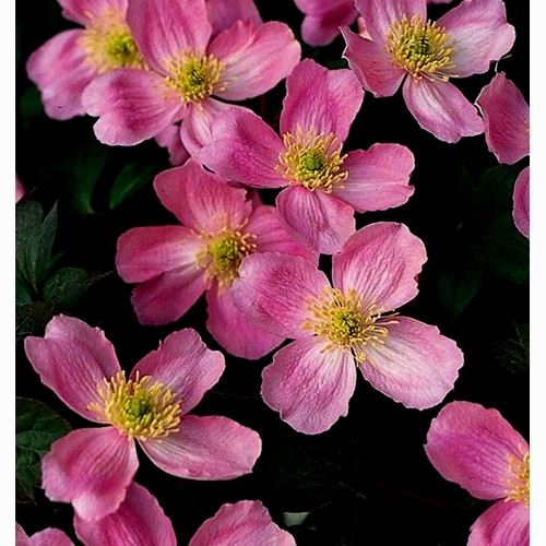 Clematis montana tetrarose - clematis,