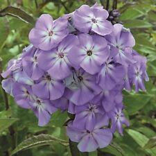 Garden Phlox 'Blue Boy'. Plug Plant x 4. Fragrant perennial flowers for cutting