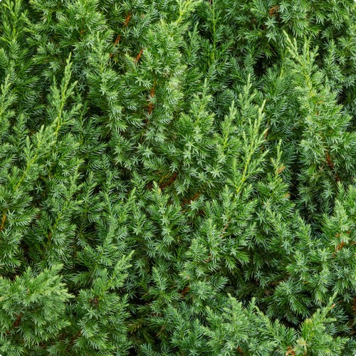 Juniperus chinensis blue - juniperus,