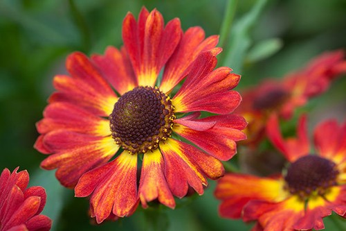 Helenium autumnale salsa - autumnale,