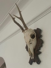 Antlers of a Roe Deer, pointy