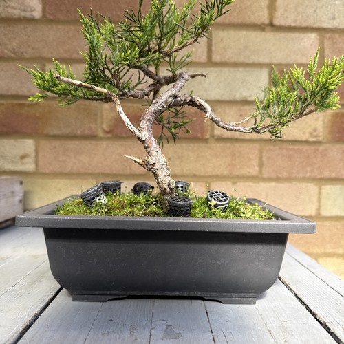 Pre bonsai juniper - tree, (mint