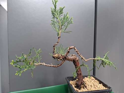 Juniper bonsai tree - ,