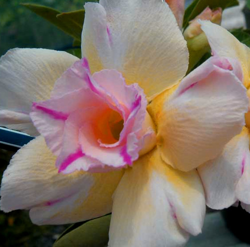 Adenium obesum double - x, obesum,