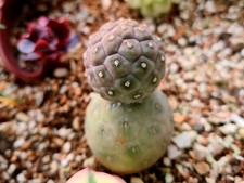 Tephrocactus Geometricus Chocolate Form | Two Segments | rare cactus