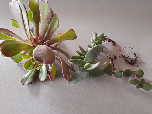Crassula falcata aeoniun - falcata,,