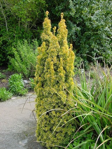 Taxus standishii golden column - golden,