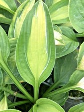 Hosta Gypsy Rose Plantain Lily in 9cm Pot Yellow/Green Leaves Purple Flowers