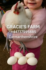 La Bresse eggs 6 fresh hens kept with cockerels fresh eggs fed Non Genetically m