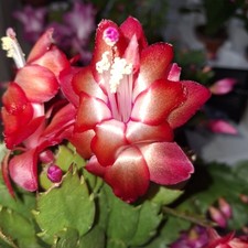 Red Christmas Cactus Plant