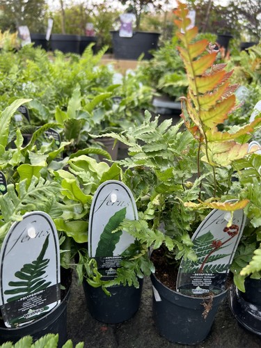 Mixed hardy evergreen - mixed,