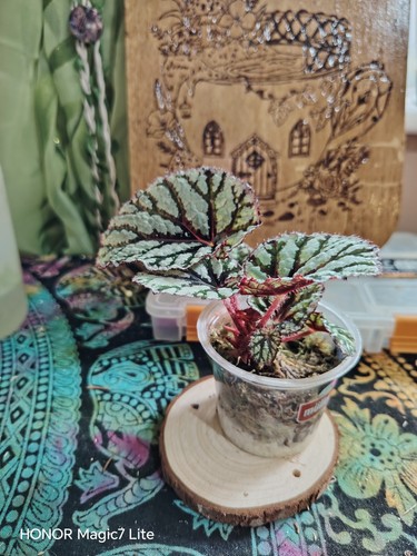 Begonia magic colours fedor - magic,