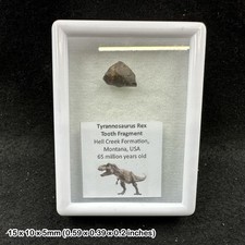 Tyrannosaurus Rex Tooth Fossil