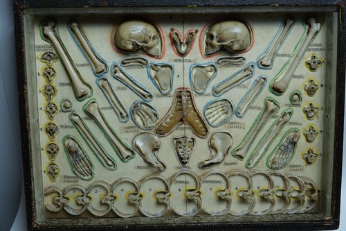 Very old anatomical - very, travelling