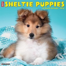 Sheltie Puppies 2026 12 X 12 Wall Calendar by Author Unknown | Paperback | 2025