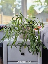 Christmas Cactus Houseplant, 3x Rooted Cuttings In A Nursery Pot, Pink Flowers