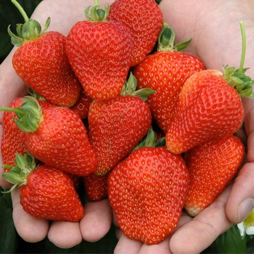 Strawberry bare roots high - roots,