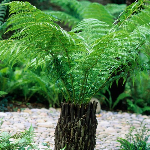 Tree fern dicksonia antarctica - dicksonia,