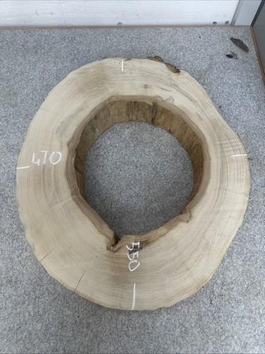 Elm tree slice wood - tree,