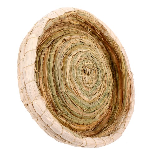 Budgie breeding nest bird - budgie,