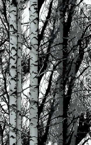 5cm birch trees - x,