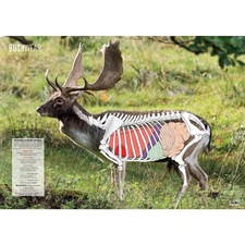 <p>BushWear Fallow Deer Double