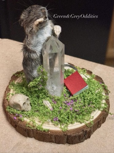 Taxidermy rat whimsical - taxidermy,