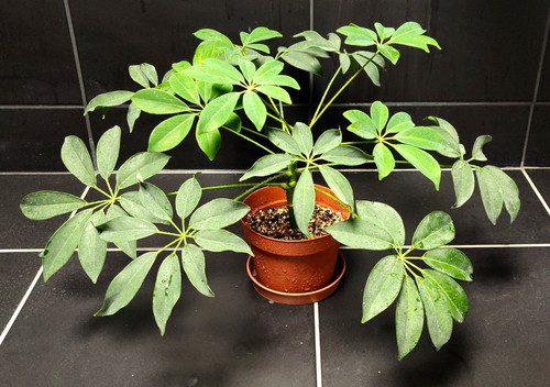 Schefflera arboricola - schefflera,