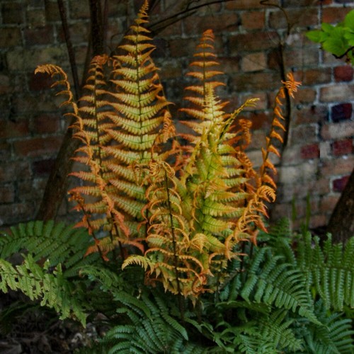 Hardy fern alpine wood - hardy, fern,