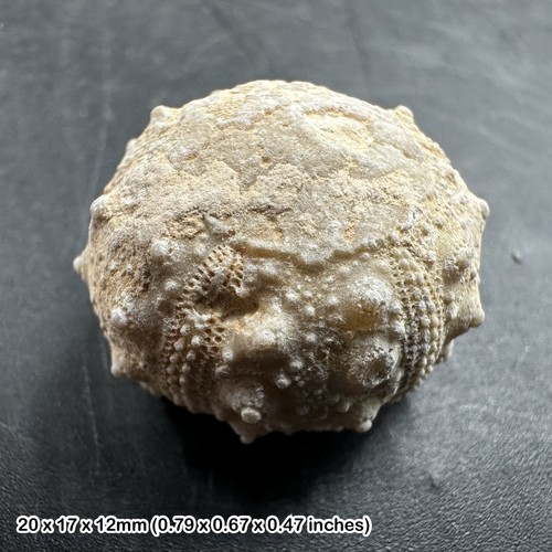 Cidoris echinoid fossil sea - cidoris,