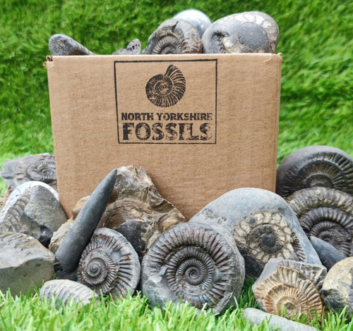 Children fossil box - children's,