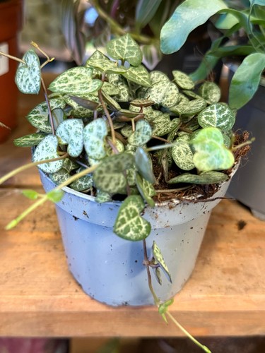 Ceropegia woodii string of - ceropegia,