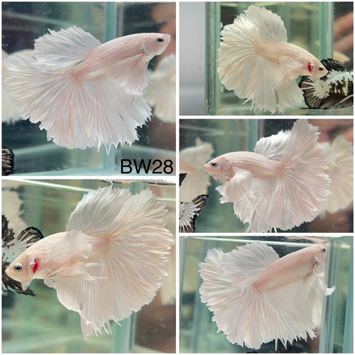 Male betta live fish - male,