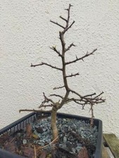 Hawthorn Bonsai Tree #3