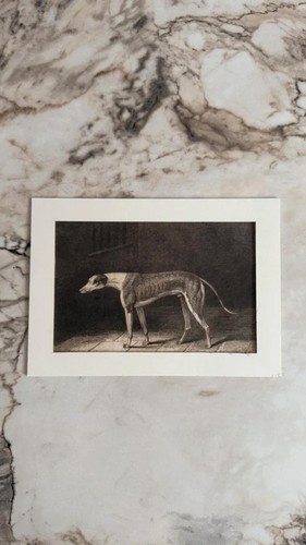 Steel engraving print