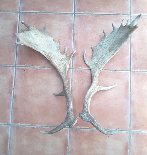 Large pair fallow deer - of,