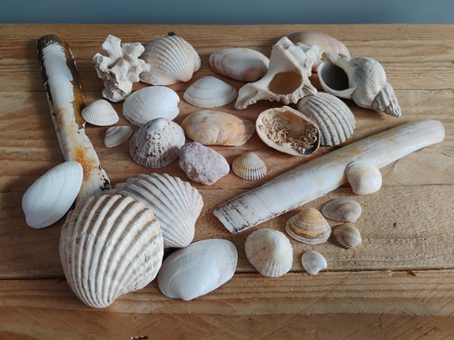 Large job lot seashells spiral - seashells,