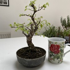 Cork Bark Chinese Elm Bonsai