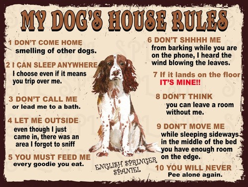 English springer spaniel - springer,