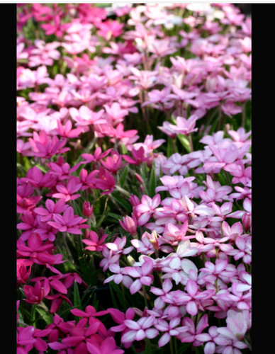 Rhodohypoxis alpine rockery - rhodohypoxis,