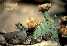 Gambel quail and chicks - gambel,