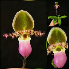 Paphiopedilum Pinocchio Pink