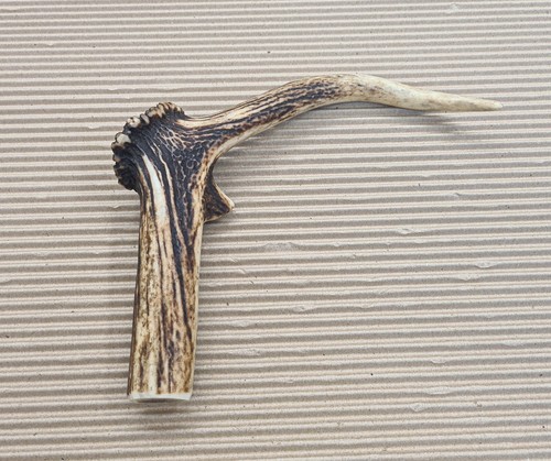 Beautiful deer antler horn - beautiful,