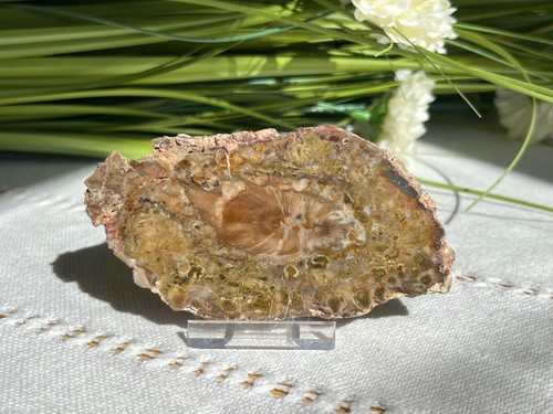Petrified fossilised wood - fossilised,
